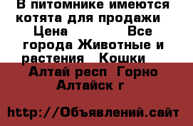 В питомнике имеются котята для продажи › Цена ­ 30 000 - Все города Животные и растения » Кошки   . Алтай респ.,Горно-Алтайск г.